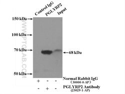 PGLYRP2 Rabbit anti-Human, Polyclonal, Proteintech 20 &mu;L; Unconjugated:Antibodies,