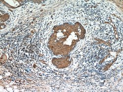 Oxytocin Receptor Rabbit anti-Human, Polyclonal, Proteintech:Antibodies:Primary