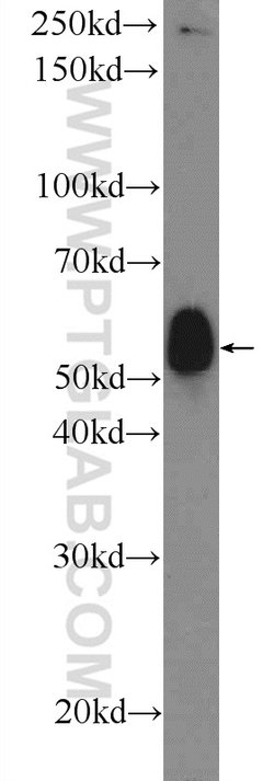 F7 Rabbit anti-Human, Mouse, Polyclonal, Proteintech 20 &mu;L; Unconjugated:Antibodies,