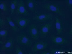 F7 Rabbit anti-Human, Mouse, Polyclonal, Proteintech 20 &mu;L; Unconjugated:Antibodies,