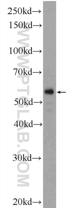 F7 Rabbit anti-Human, Mouse, Polyclonal, Proteintech 20 &mu;L; Unconjugated:Antibodies,