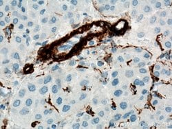 ACTA2/smooth muscle actin Rabbit anti-Human, Mouse, Rat, Polyclonal, Proteintech:Antibodies:Primary