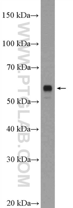 LRRTM2 Rabbit anti-Human, Mouse, Polyclonal, Proteintech:Antibodies:Primary