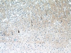 XRN1 Rabbit anti-Human, Mouse, Polyclonal, Proteintech 150 &mu;L; Unconjugated:Antibodies,