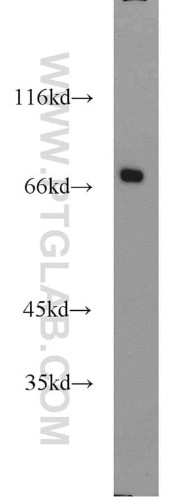 CADM4 Rabbit anti-Human, Mouse, Rat, Polyclonal, Proteintech:Antibodies:Primary