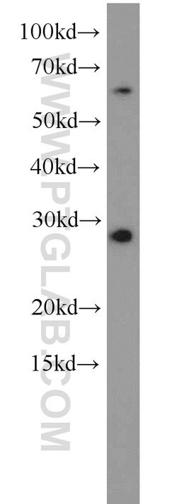 C9orf11 Rabbit anti-Human, Polyclonal, Proteintech 20 &mu;L; Unconjugated 