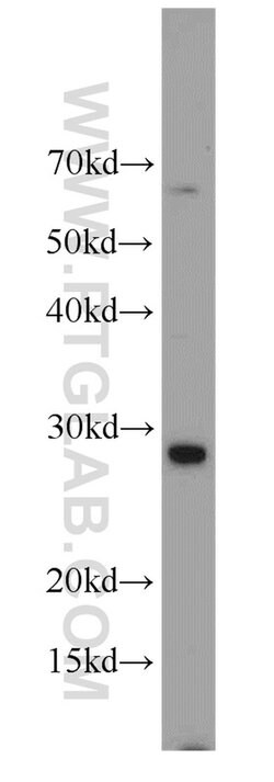 C9orf11 Rabbit anti-Human, Polyclonal, Proteintech 20 &mu;L; Unconjugated 