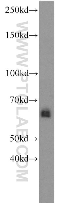 ZGPAT Rabbit anti-Human, Mouse, Polyclonal, Proteintech 150 &mu;L; Unconjugated:Antibodies,
