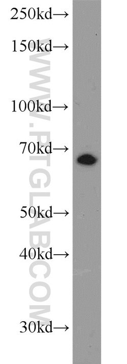 LRRC47 Rabbit anti-Human, Mouse, Rat, Polyclonal, Proteintech 150 &mu;L;