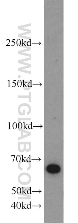 LRRC47 Rabbit anti-Human, Mouse, Rat, Polyclonal, Proteintech 150 &mu;L;