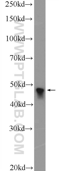 MTERFD1 Rabbit anti-Human, Mouse, Polyclonal, Proteintech 150 &mu;L; Unconjugated:Antibodies,