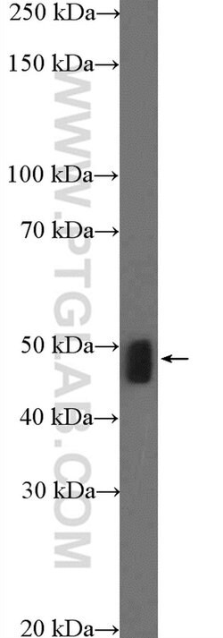 MTERFD1 Rabbit anti-Human, Mouse, Polyclonal, Proteintech 150 &mu;L; Unconjugated:Antibodies,