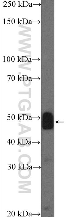 MTERFD1 Rabbit anti-Human, Mouse, Polyclonal, Proteintech 150 &mu;L; Unconjugated:Antibodies,
