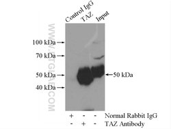 TAZ Rabbit anti-Human, Polyclonal, Proteintech 20 &mu;L; Unconjugated:Anticuerpos