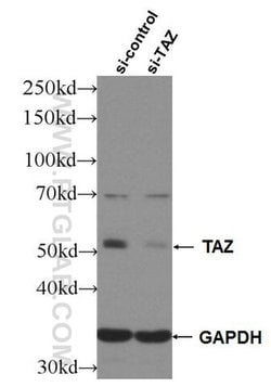 TAZ Rabbit anti-Human, Polyclonal, Proteintech 20 &mu;L; Unconjugated:Anticuerpos