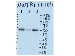 TAZ Rabbit anti-Human, Polyclonal, Proteintech 20 &mu;L; Unconjugated:Anticuerpos