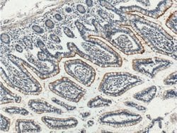 GPR39 Rabbit anti-Human, Polyclonal, Proteintech 150 &mu;L; Unconjugated:Antibodies,