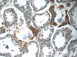 C16orf84 Rabbit anti-Human, Mouse, Polyclonal, Proteintech 150 &mu;L; Unconjugated:Antibodies,
