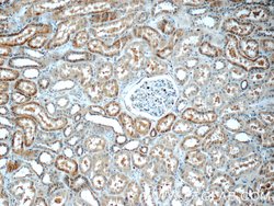 C16orf84 Rabbit anti-Human, Mouse, Polyclonal, Proteintech 150 &mu;L; Unconjugated:Antibodies,