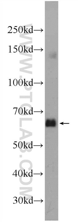 C16orf84 Rabbit anti-Human, Mouse, Polyclonal, Proteintech 150 &mu;L; Unconjugated:Antibodies,