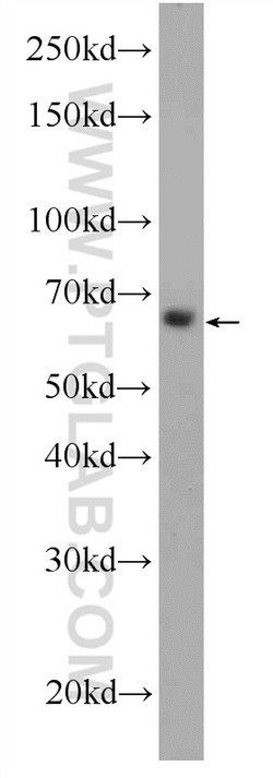 C16orf84 Rabbit anti-Human, Mouse, Polyclonal, Proteintech 150 &mu;L; Unconjugated:Antibodies,