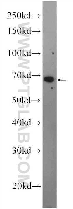C16orf84 Rabbit anti-Human, Mouse, Polyclonal, Proteintech 150 &mu;L; Unconjugated:Antibodies,