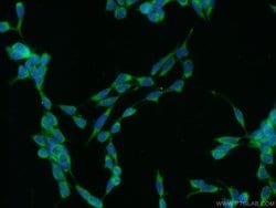 C16orf84 Rabbit anti-Human, Mouse, Polyclonal, Proteintech 150 &mu;L; Unconjugated:Antibodies,