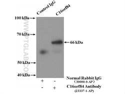 C16orf84 Rabbit anti-Human, Mouse, Polyclonal, Proteintech 150 &mu;L; Unconjugated:Antibodies,