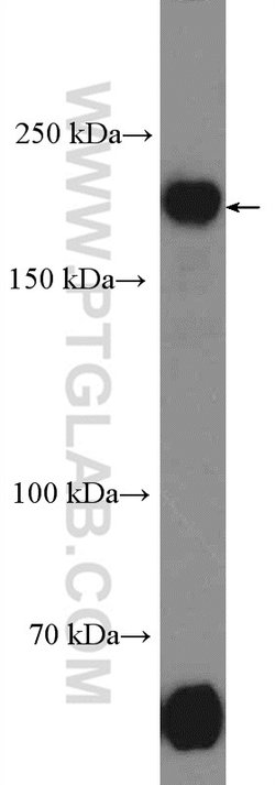 TOPBP1 Rabbit anti-Human, Polyclonal, Proteintech 150 &mu;L; Unconjugated:Antibodies,