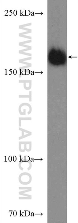 TOPBP1 Rabbit anti-Human, Polyclonal, Proteintech 150 &mu;L; Unconjugated:Antibodies,