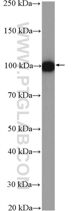 AMOTL2 Rabbit anti-Human, Polyclonal, Proteintech 150 &mu;L; Unconjugated:Anticorps,