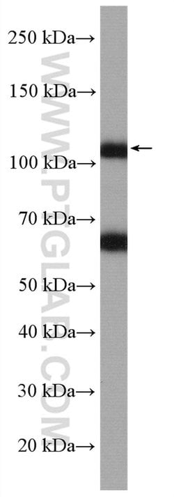 AMOTL2 Rabbit anti-Human, Polyclonal, Proteintech 150 &mu;L; Unconjugated:Anticorps,