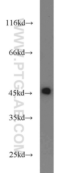 FKBPL Rabbit anti-Human, Mouse, Polyclonal, Proteintech 150 &mu;L; Unconjugated:Antibodies,