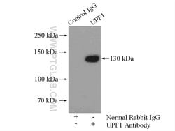 UPF1 Rabbit anti-Human, Mouse, Rat, Polyclonal, Proteintech:Antibodies:Primary