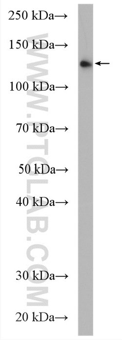 UPF1 Rabbit anti-Human, Mouse, Rat, Polyclonal, Proteintech:Antibodies:Primary