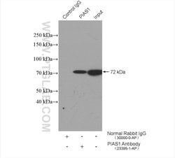 PIAS1 Rabbit anti-Human, Polyclonal, Proteintech:  