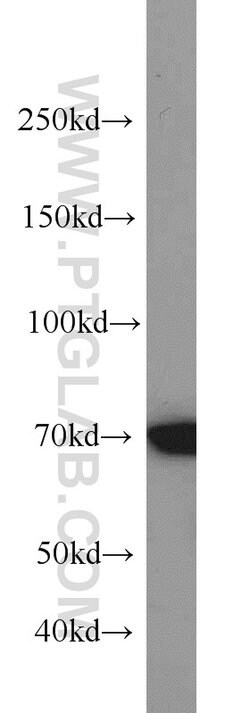 PIAS1 Rabbit anti-Human, Polyclonal, Proteintech:  