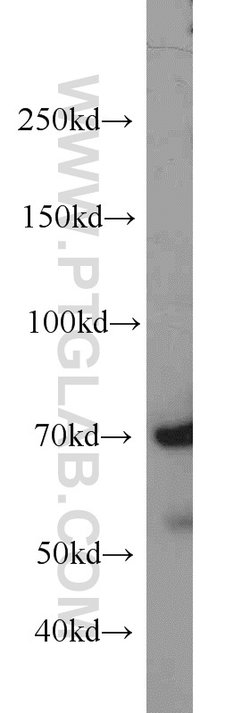 PIAS1 Rabbit anti-Human, Polyclonal, Proteintech:  