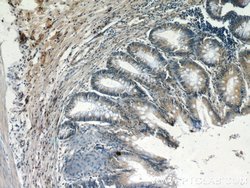 DOCK180 Rabbit anti-Human, Polyclonal, Proteintech 150 &mu;L; Unconjugated:Antibodies,