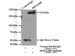 DOCK180 Rabbit anti-Human, Polyclonal, Proteintech 150 &mu;L; Unconjugated:Antibodies,
