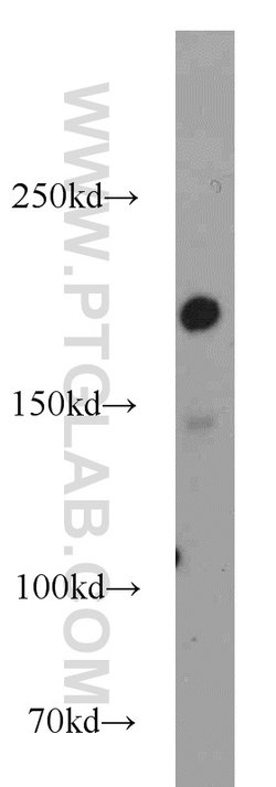 DOCK180 Rabbit anti-Human, Polyclonal, Proteintech 150 &mu;L; Unconjugated:Antibodies,