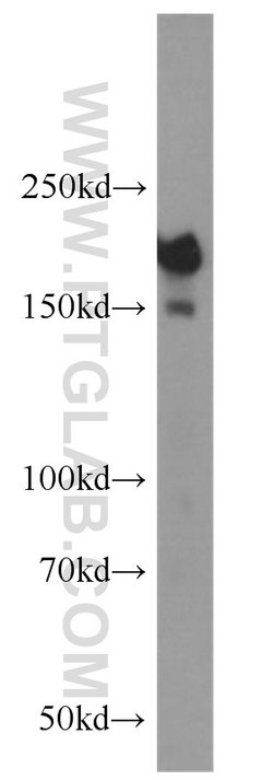 DOCK180 Rabbit anti-Human, Polyclonal, Proteintech 150 &mu;L; Unconjugated:Antibodies,