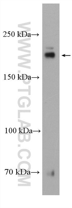 DOCK180 Rabbit anti-Human, Polyclonal, Proteintech 150 &mu;L; Unconjugated:Antibodies,