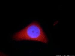 ADH7 Rabbit anti-Human, Polyclonal, Proteintech 150 &mu;L; Unconjugated:Antibodies,