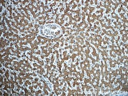 ADH7 Rabbit anti-Human, Polyclonal, Proteintech 150 &mu;L; Unconjugated:Antibodies,