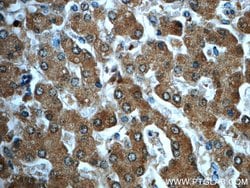 ADH7 Rabbit anti-Human, Polyclonal, Proteintech 150 &mu;L; Unconjugated:Antibodies,