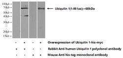 Ubiquilin 1 Rabbit anti-Human, Rat, Polyclonal, Proteintech 20 &mu;L; Unconjugated:Antibodies,