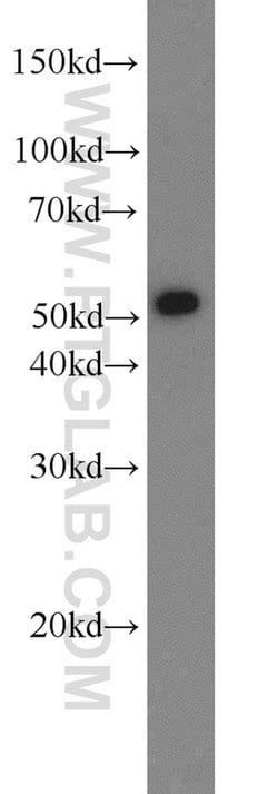 LBP Rabbit anti-Human, Mouse, Rat, Polyclonal, Proteintech:Antibodies:Primary