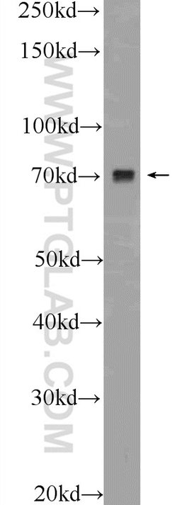 VSX1 Rabbit anti-Human, Mouse, Polyclonal, Proteintech 150 &mu;L; Unconjugated:Antibodies,
