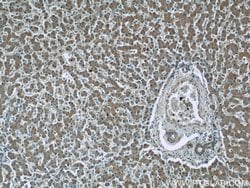 GRB10 Rabbit anti-Human, Mouse, Rat, Polyclonal, Proteintech 150 &mu;L;